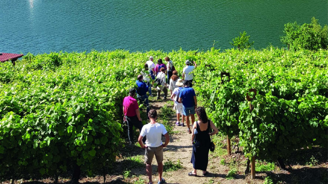 VISITA AL VIÑEDO A ORILLAS DEL SIL (Ronsel do Sil)